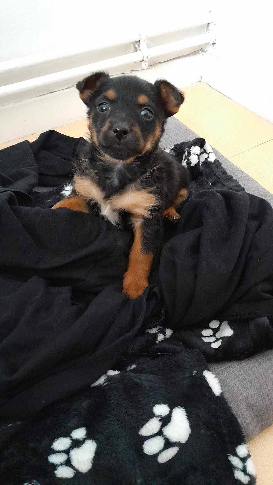 Lasko a rejoint le concours — aidez-le/la à gagner de superbes lots ! bed, black, canidae, carnivore, comfort, companion_dog, dog, dog_breed, dog_supply, fawn, fur, guard_dog, linens, room, snout, sporting_group, toy_dog, whiskers, working_animal, working_dog