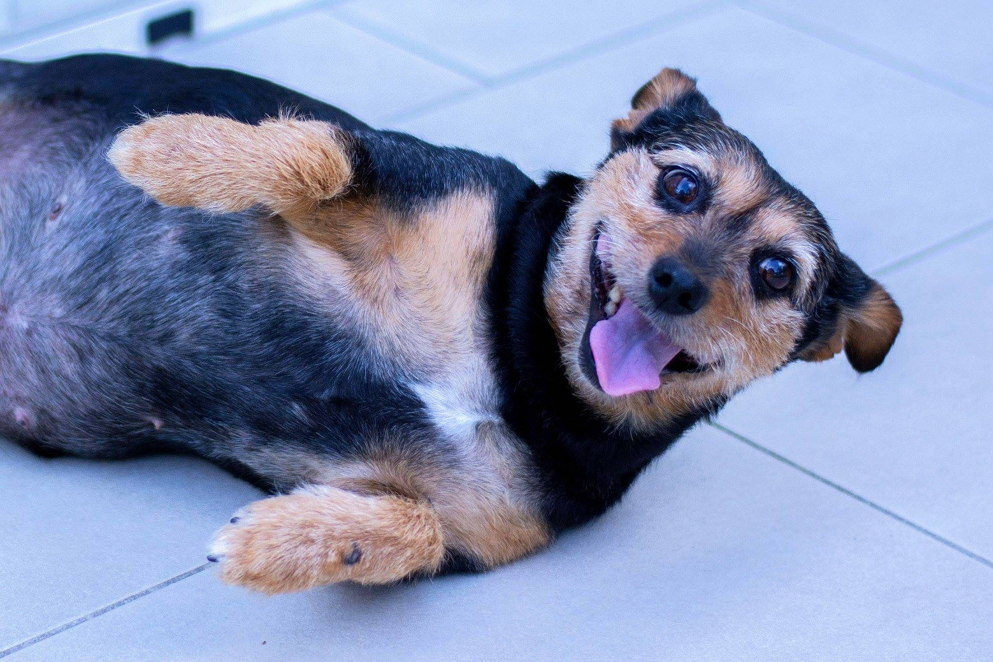 Lily-Rose a rejoint le concours — aidez-le/la à gagner de superbes lots ! canidae, carnivore, companion_dog, dachshund, dog, dog_breed, ear, fawn, mammal, nose, paw, puppy, snout, sporting_group