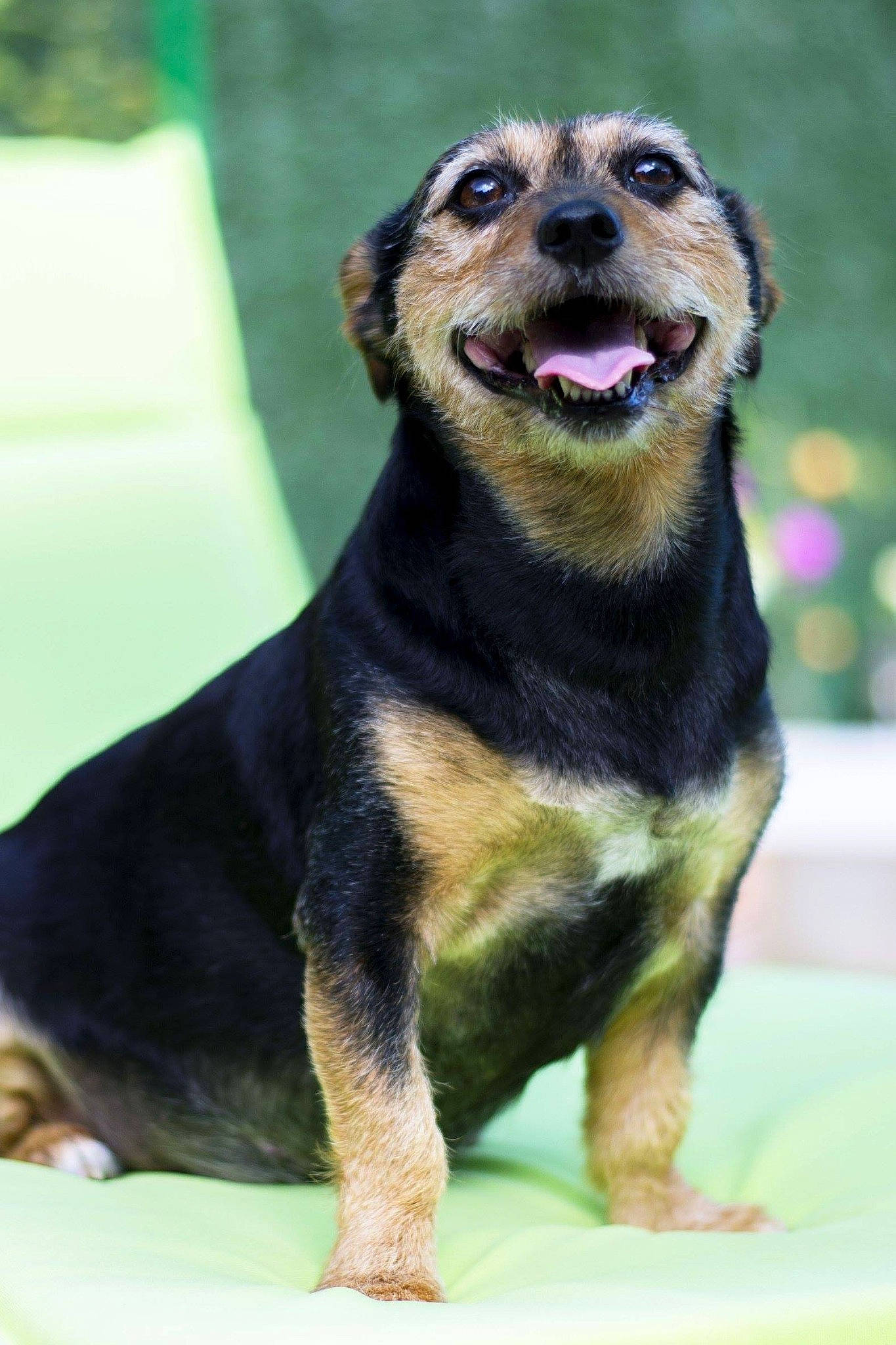 Lily-Rose a rejoint le concours — aidez-le/la à gagner de superbes lots ! black_and_tan_terrier, canidae, carnivore, companion_dog, dog, dog_breed, fawn, huntaway, mammal, puppy, rare_breed_dog, snout, sporting_group, vertebrate