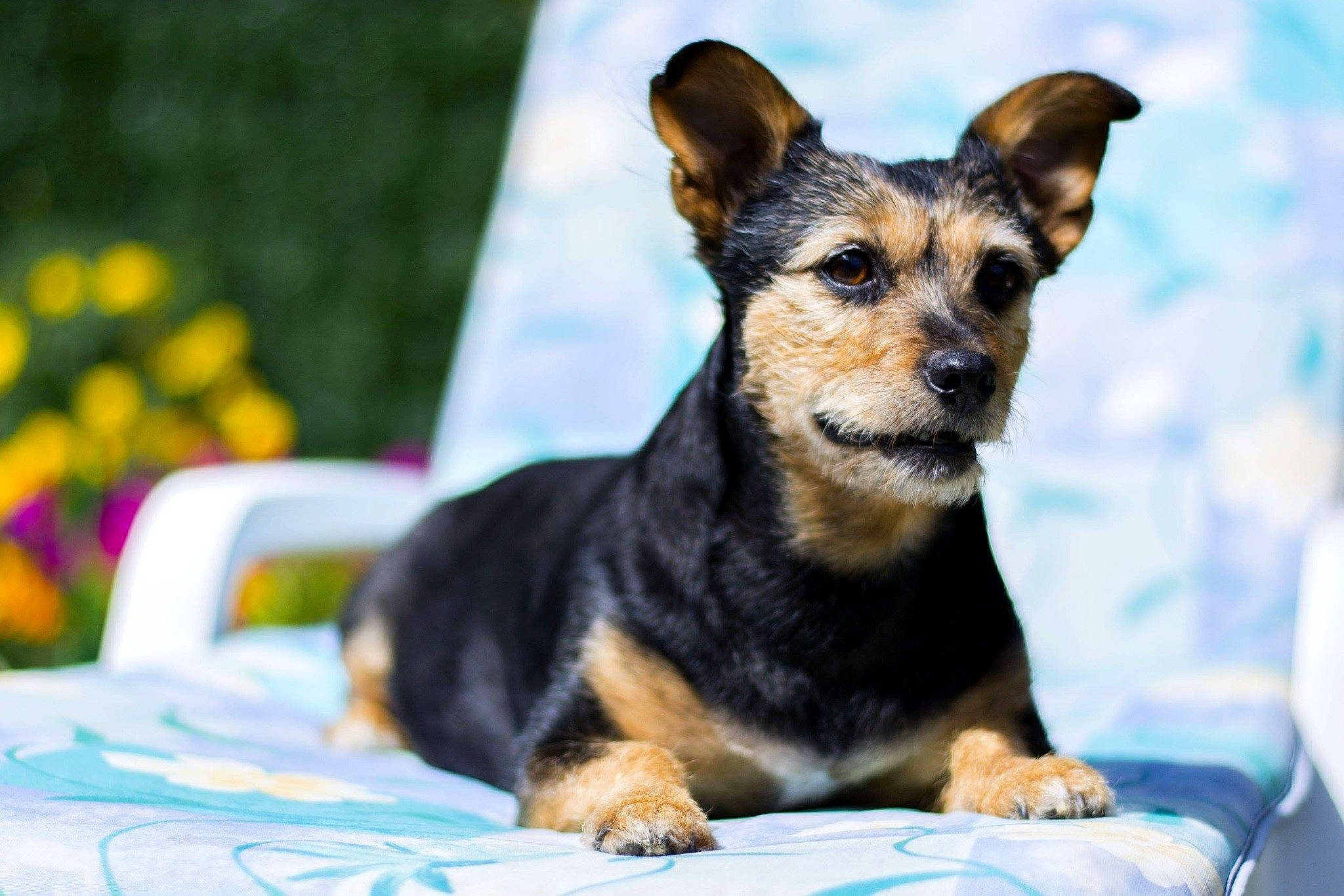 Lily-Rose participe au concours pour gagner de l'argent avec cette photo : australian_kelpie, black_and_tan_terrier, canidae, carnivore, chihuahua, companion_dog, dog, dog_breed, fawn, mammal, miniature_pinscher, puppy, rare_breed_dog, snout, vertebrate, working_dog