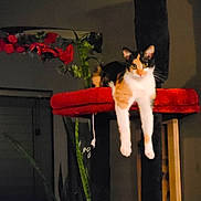 Boo is registered to the contest to win money with this photo: cat, calico_cat, feline, pet, animal, sitting, dangling_paws, white_fur, orange_fur, black_fur, yellow_eyes, whiskers, red_stool, scratching_post, indoor, home, flowers, furniture, portrait, funny_pose