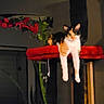 cat, calico_cat, feline, pet, animal, sitting, dangling_paws, white_fur, orange_fur, black_fur, yellow_eyes, whiskers, red_stool, scratching_post, indoor, home, flowers, furniture, portrait, funny_pose