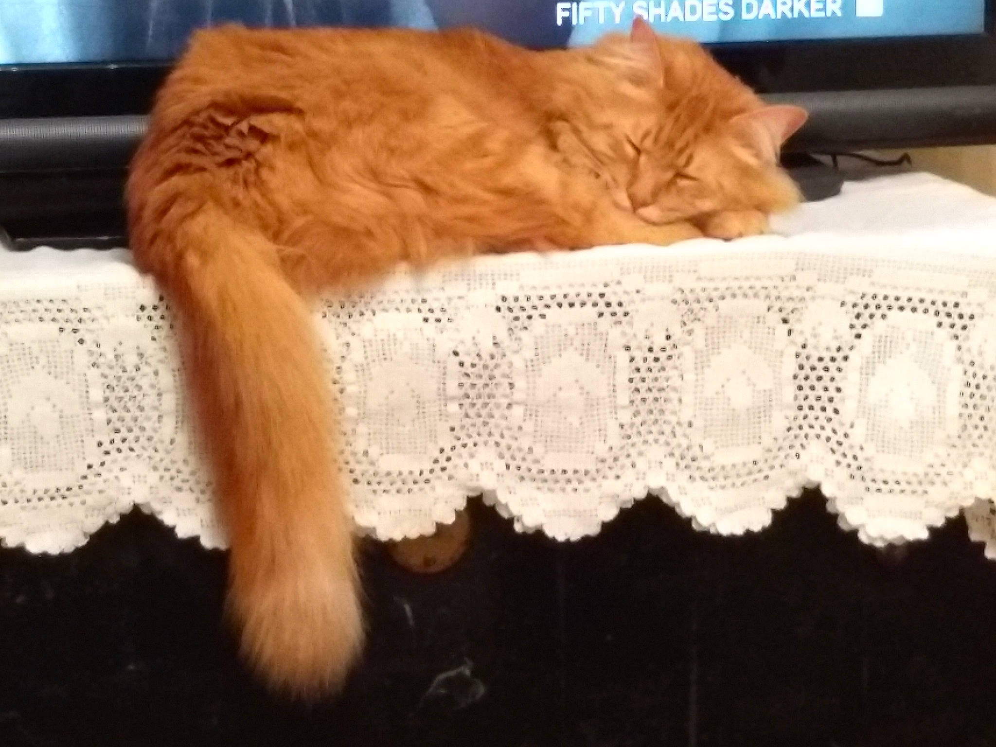 Sabre joined the competition — help win amazing prizes! carnivore, cat, crochet, ear, fawn, felidae, fur, kitten, lace, outerwear, small_to_medium_sized_cats, tail, textile