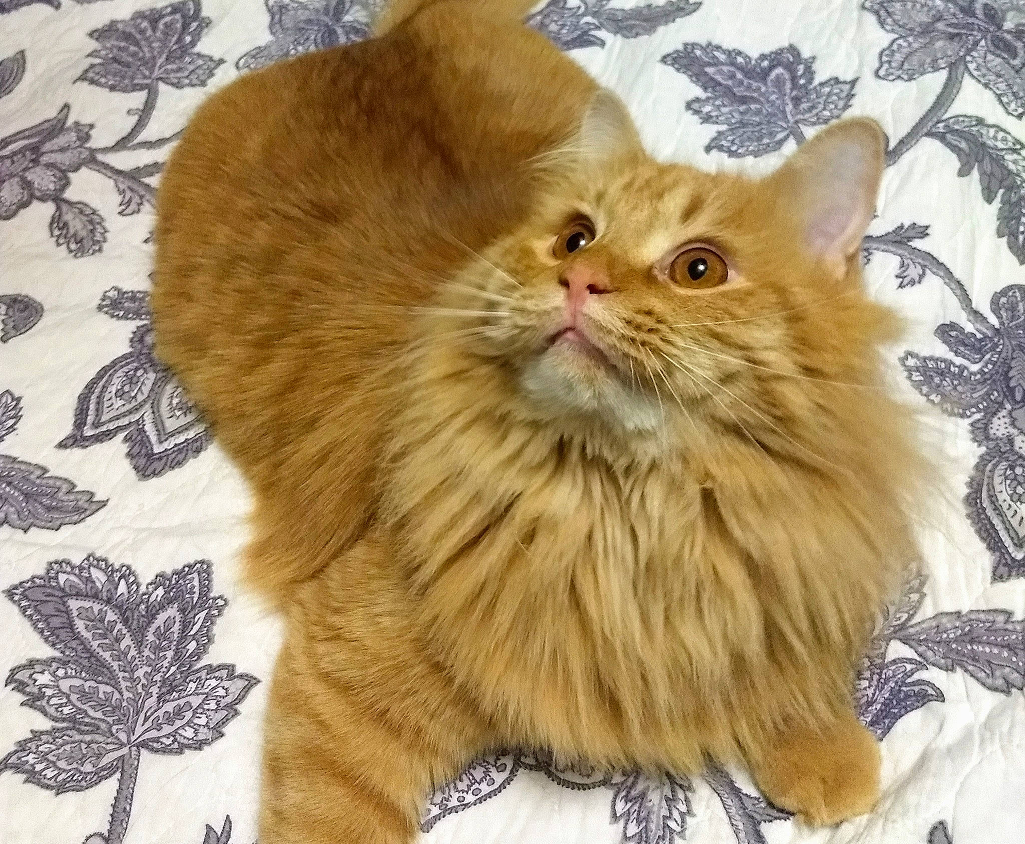 Sabre is registered to the contest to win money with this photo: asian_semi_longhair, british_longhair, british_semi_longhair, carnivore, cat, cymric, domestic_long_haired_cat, european_shorthair, felidae, fur, kitten, maine_coon, mammal, norwegian_forest_cat, persian, ragamuffin, siberian, small_to_medium_sized_cats, tabby_cat, whiskers