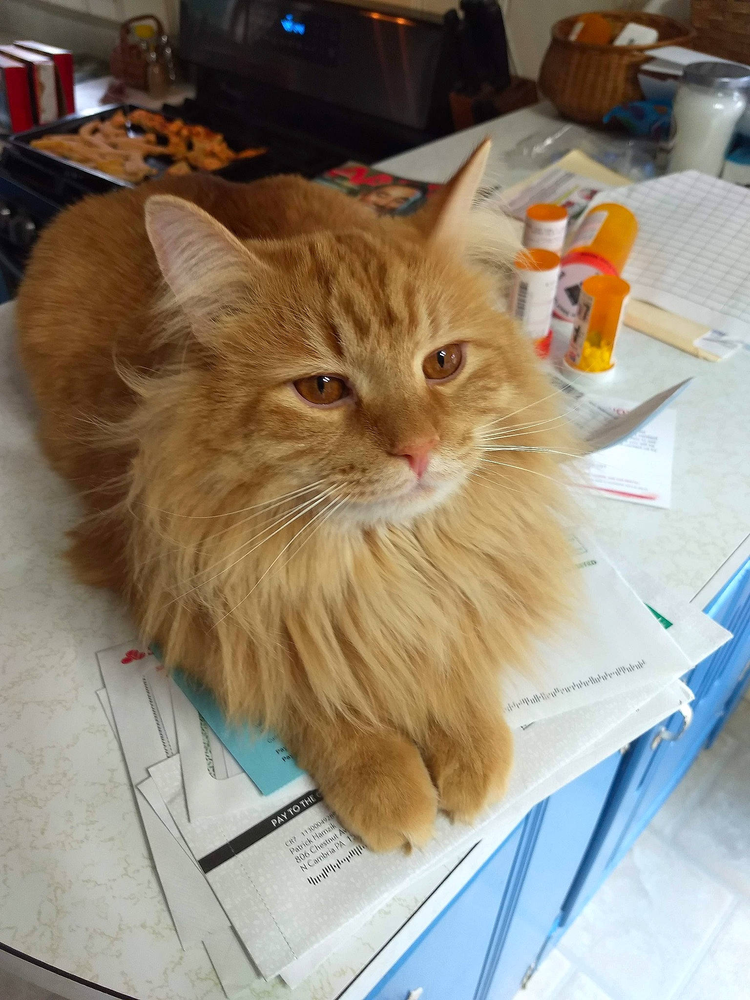 Sabre joined the competition — help win amazing prizes! asian_semi_longhair, british_semi_longhair, carnivore, cat, cymric, domestic_long_haired_cat, fawn, felidae, fur, kitten, maine_coon, mammal, norwegian_forest_cat, persian, ragamuffin, siberian, small_to_medium_sized_cats, tabby_cat, vertebrate, whiskers