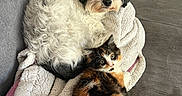 Uria participe au concours pour gagner de l'argent avec cette photo : dog, cat, blanket, couch, pet, fur, calico_cat, fluffy_dog, cozy, snuggling, indoor, animal, companion, resting, cute, curious, soft_texture, home, relaxing, friendship