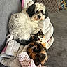 dog, cat, blanket, couch, pet, fur, calico_cat, fluffy_dog, cozy, snuggling, indoor, animal, companion, resting, cute, curious, soft_texture, home, relaxing, friendship