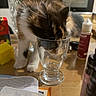 Uria participe au concours pour gagner de l'argent avec cette photo : cat, glass, table, book, bottle, curious, feline, indoor, wooden_surface, clutter, brown_fur, white_paws, black_patches, domestic_animal, closeup, pet, household, glassware, kitten, curiosity