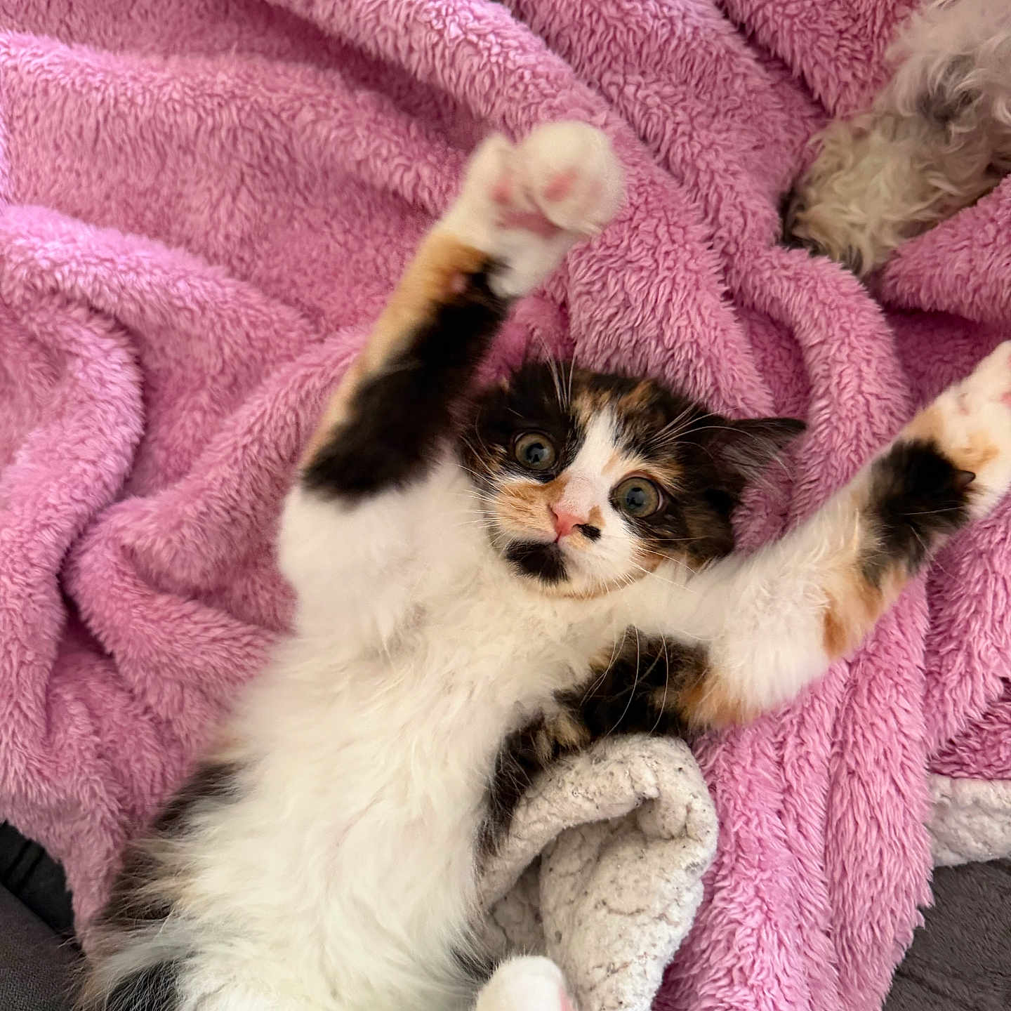 Uria a rejoint le concours — aidez-le/la à gagner de superbes lots ! kitten, cat, calico, dog, blanket, pink, fur, pet, cute, playful, cozy, soft, animal, indoor, resting, paw, white, brown, black, sleeping
