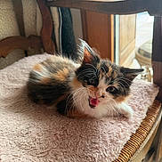 Uria participe au concours pour gagner de l'argent avec cette photo : kitten, calico, cat, feline, pet, animal, meowing, fluffy, whiskers, pink_blanket, wooden_chair, indoor, sunlight, window, cozy, cute, young, resting, fur, closeup