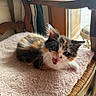 kitten, calico, cat, feline, pet, animal, meowing, fluffy, whiskers, pink_blanket, wooden_chair, indoor, sunlight, window, cozy, cute, young, resting, fur, closeup