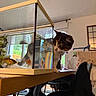 Uria participe au concours pour gagner de l'argent avec cette photo : cat, fish_tank, goldfish, table, curious, indoor, furniture, window, reflection, pet, animal, wooden_table, domestic, home, light, chair, plant, collar, watching, closeup
