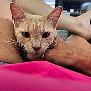 Samantha is registered to the contest to win money with this photo: animal, cat, closeup, comfort, domestic, ears, face, foot, furniture, hand, indoor, leg, light, person, pet, pink_clothing, relaxation, skin, whiskers, window