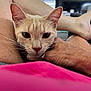 animal, cat, closeup, comfort, domestic, ears, face, foot, furniture, hand, indoor, leg, light, person, pet, pink_clothing, relaxation, skin, whiskers, window