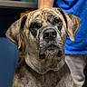 Sage joined the competition — help win amazing prizes! dog, mastiff, canine, pet, portrait, sitting, front_facing, brown_fur, brindle_fur, floppy_ears, large_dog, animal, companion_animal, indoors, person, blue_shirt, focused, serious_expression, close_up, photography