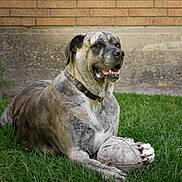 Sage joined the competition — help win amazing prizes! dog, large_dog, pet, animal, outdoor, grass, brick_wall, ball, toy, sitting, lying_down, gray_fur, collar, open_mouth, teeth, alert, playful, backyard, portrait, photography