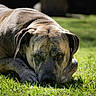Sage joined the competition — help win amazing prizes! dog, pet, animal, lying_down, grass, lawn, outdoors, portrait, close_up, short_hair, floppy_ears, brown_coat, muscular, serious, staring, amber_eyes, sunlight, nature, ground, canine