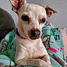 dog, puppy, small_dog, white_fur, portrait, close_up, large_ears, brown_eyes, black_nose, collar, paws, crossed_paws, blanket, colorful_blanket, indoors, pet, cute, alert, seated, animal_photography