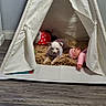 dog, puppy, teepee, tent, blanket, doll, plush_toy, polka_dot, indoor, home, nursery, cozy, sleeping, sitting, small_dog, pet, floor, window, curtains, tattoo