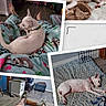 dog, puppy, white_dog, sleeping, napping, resting, pet, animal, collage, blanket, bed, bedding, bedroom, cozy, indoors, collar, small_dog, relaxed, home, furniture