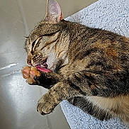 Naia a rejoint le concours — aidez-le/la à gagner de superbes lots ! cat, tabby, grooming, paw, tongue, towel, floor, pet, animal, feline, striped, relaxed, cute, indoor, whiskers, ears, fur, closeup, sleepy, cozy