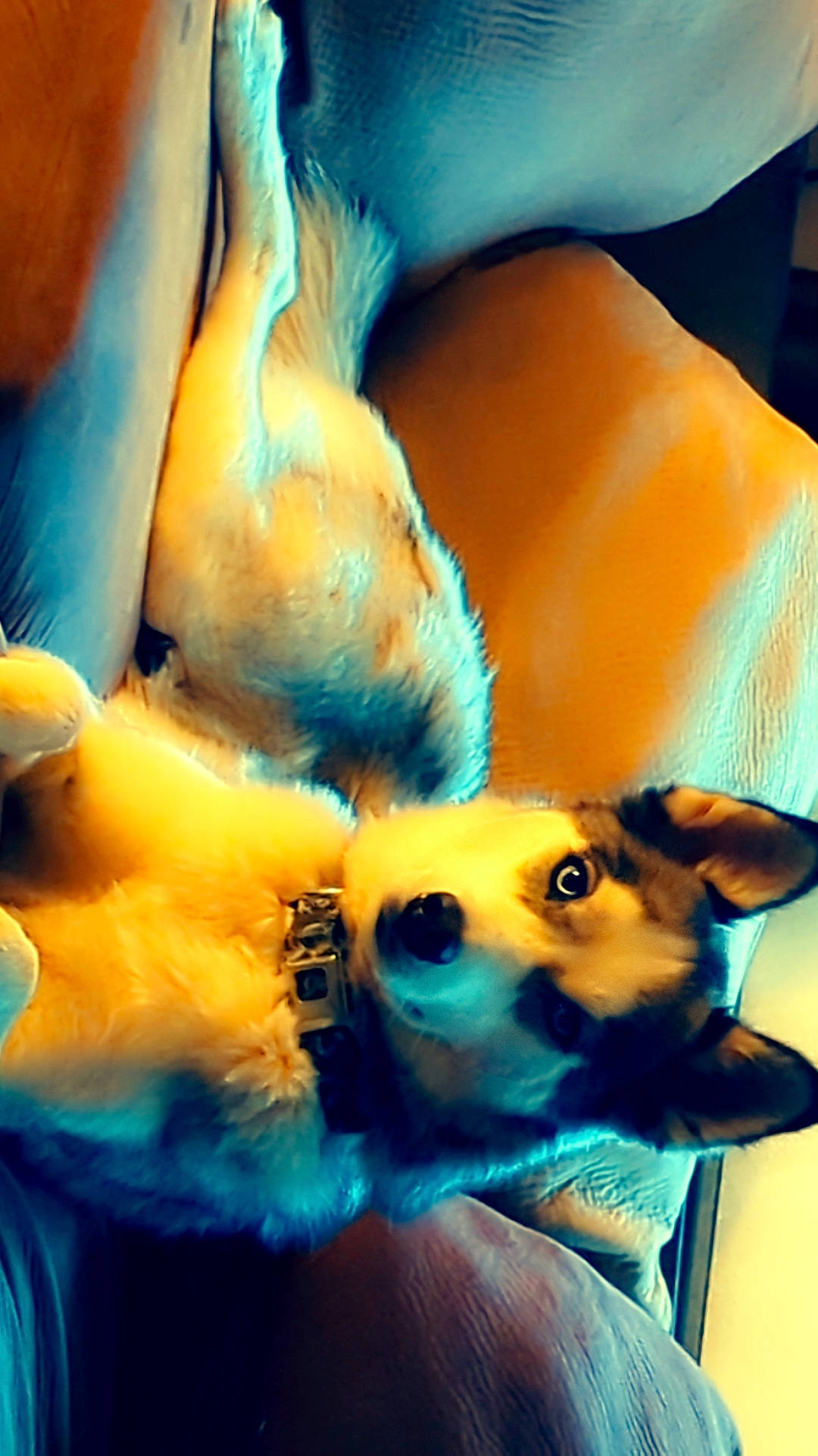 Stormy is registered to the contest to win money with this photo: blue, carnivore, comfort, companion_dog, couch, dog, dog_breed, electric_blue, fawn, felidae, fur, human_leg, paw, pomeranian, snout, spitz, sporting_group, tail, toy_dog, whiskers