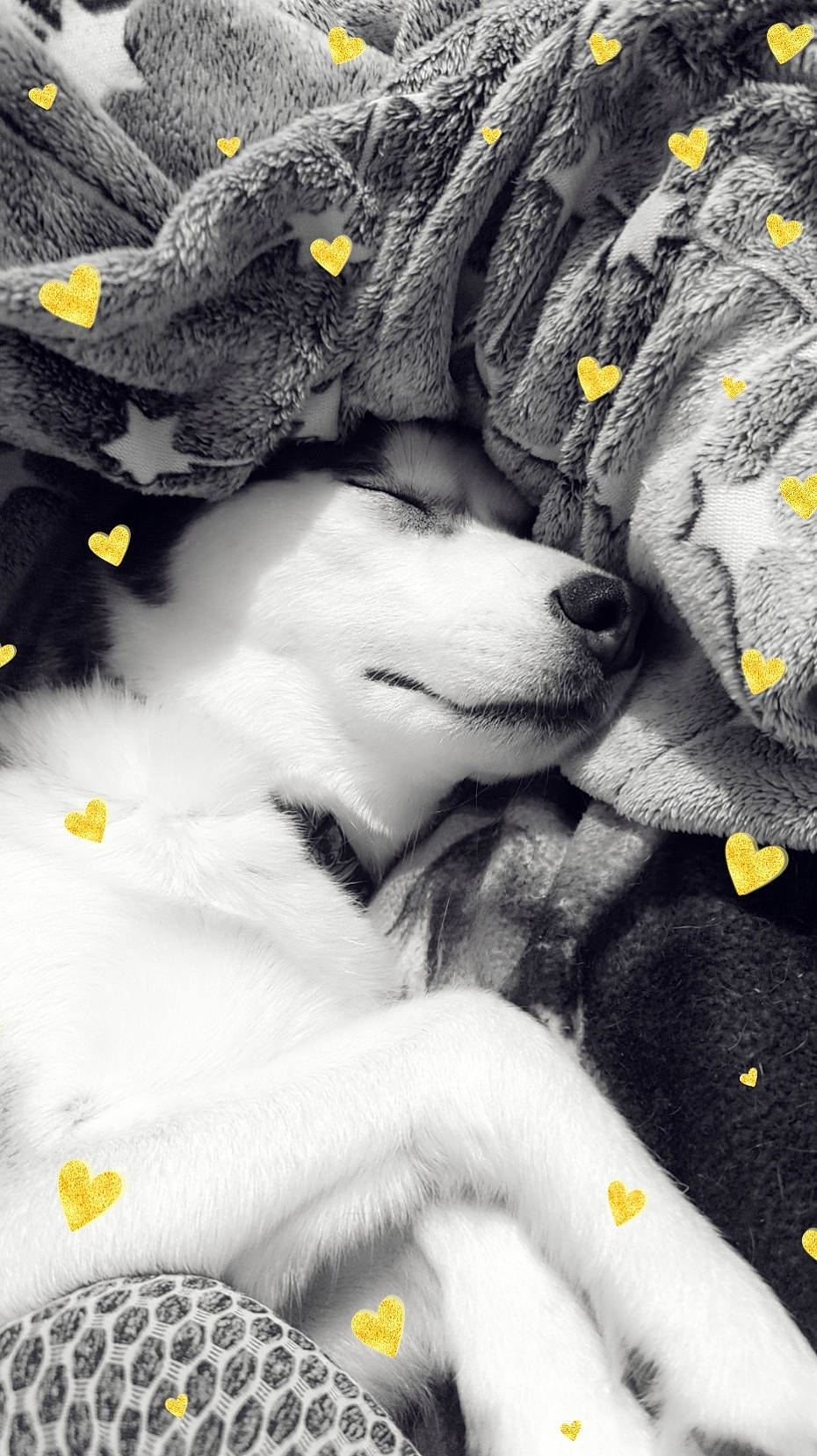 Stormy joined the competition — help win amazing prizes! automotive_tire, carnivore, cat, felidae, fur, grey, human_leg, linens, monochrome, monochrome_photography, pattern, sleeve, top, whiskers, woven_fabric