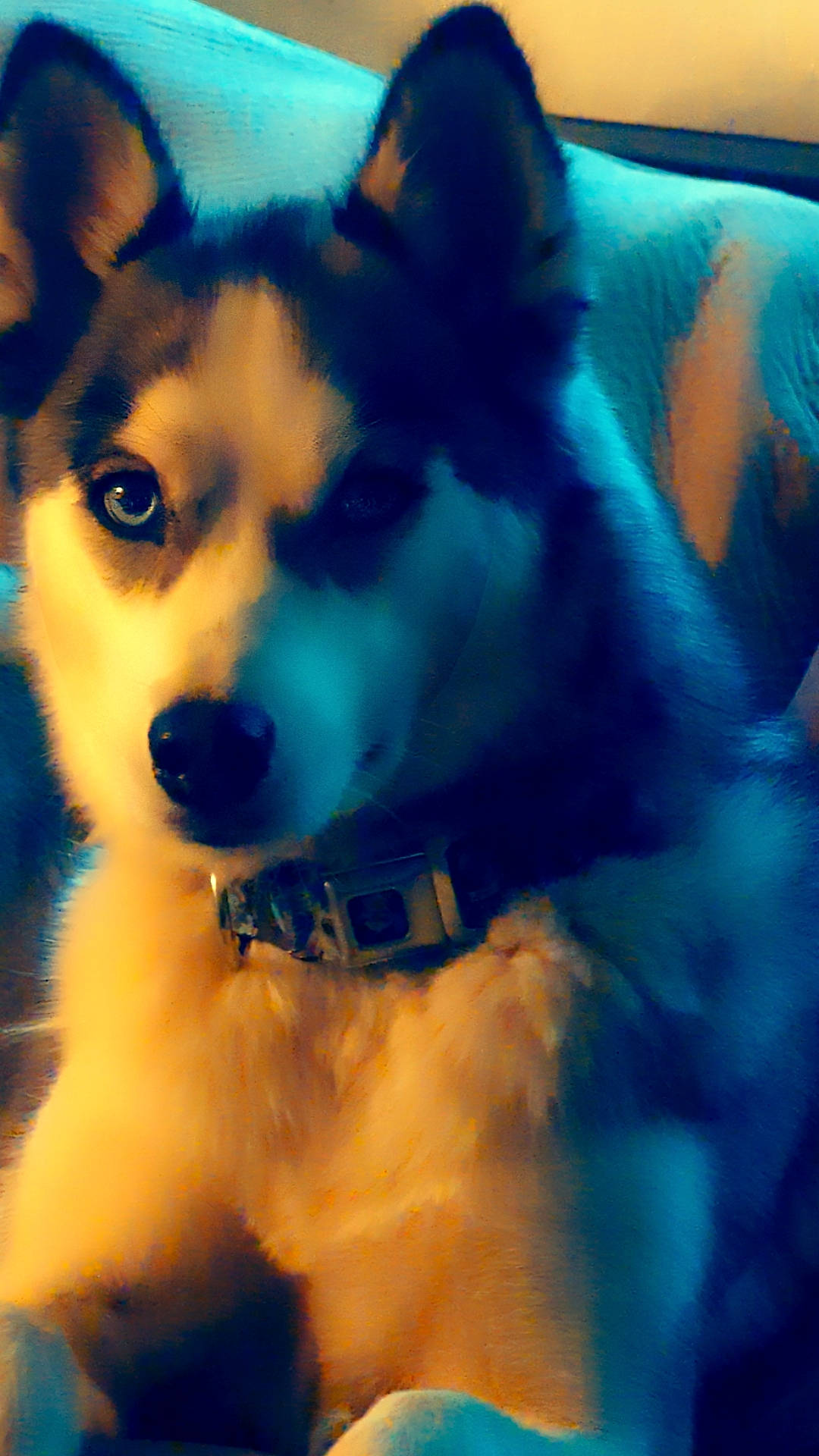 Stormy joined the competition — help win amazing prizes! canidae, canis, carnivore, companion_dog, dog, dog_breed, electric_blue, fawn, fur, herding_dog, non_sporting_group, puppy, snout, spitz, sporting_group, tail, toy_dog, whiskers, working_animal, working_dog