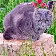 Kitty a rejoint le concours — aidez-le/la à gagner de superbes lots ! animal, cat, close_up, ears, feline, flowers, fur, garden, grass, gray_cat, greenery, leaf, nature, outdoor, pet, plant, sitting, whiskers, wildlife, wooden_stump