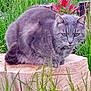animal, cat, close_up, ears, feline, flowers, fur, garden, grass, gray_cat, greenery, leaf, nature, outdoor, pet, plant, sitting, whiskers, wildlife, wooden_stump