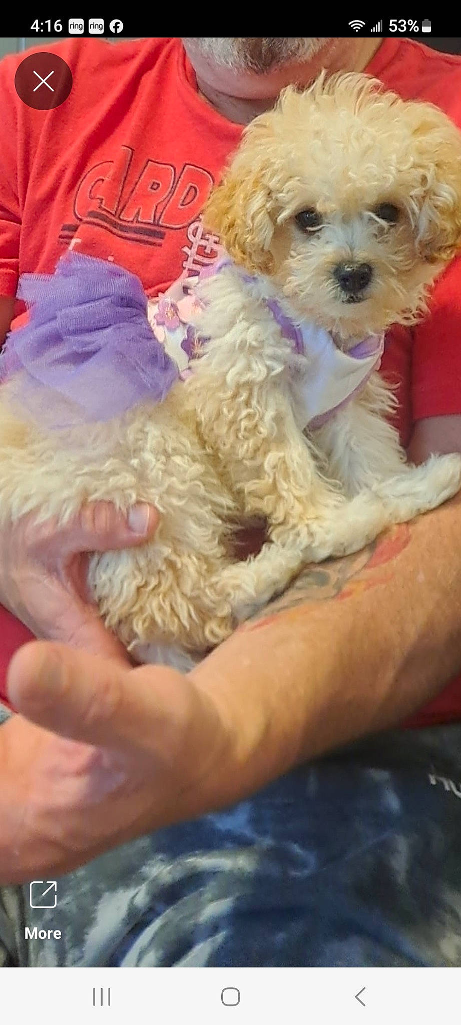 Camilla is registered to the contest to win money with this photo: canidae, carnivore, companion_dog, dog, dog_breed, dog_supply, fur, hat, labradoodle, nail, pet_supply, poodle, puppy_love, small_terrier, sporting_group, terrier, toy_dog, water_dog, working_animal, yorkipoo