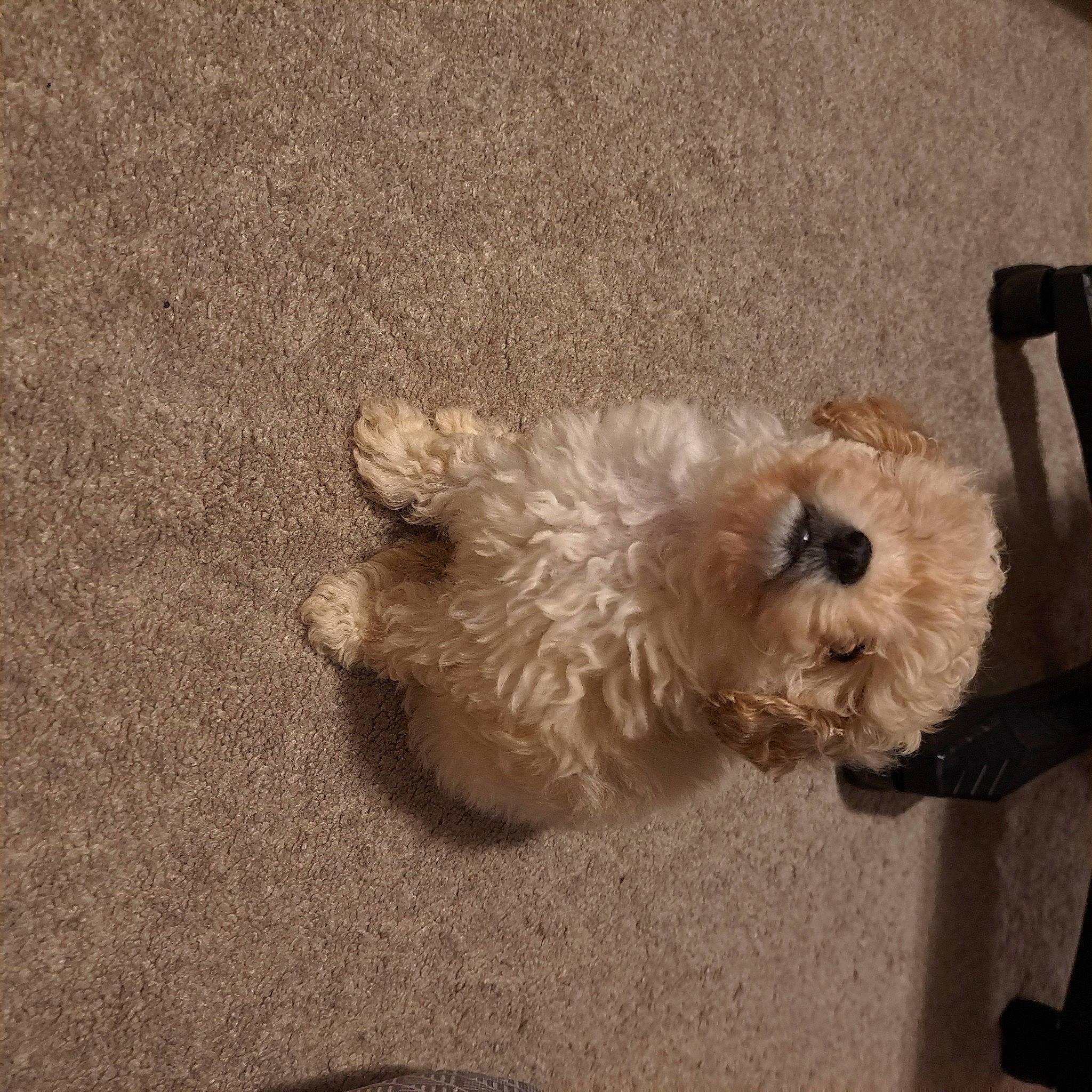 Camilla is registered to the contest to win money with this photo: canidae, carnivore, companion_dog, dog, dog_breed, dog_supply, fawn, flooring, fur, liver, mal_shi, maltepoo, shih_poo, small_terrier, snout, sporting_group, terrier, toy_dog, working_animal, yorkipoo