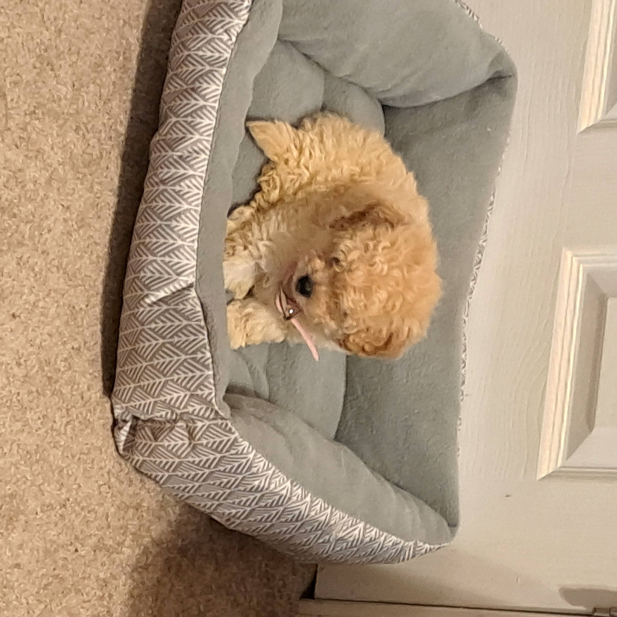 Camilla joined the competition — help win amazing prizes! canidae, carnivore, chair, comfort, companion_dog, dog, dog_breed, fawn, felidae, fur, linens, plush, poodle, sporting_group, stuffed_toy, tail, teddy_bear, throw_pillow, toy, toy_dog
