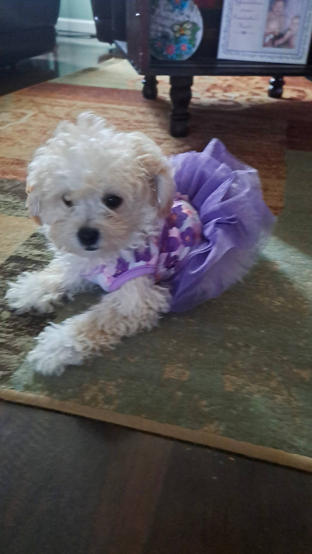 Camilla joined the competition — help win amazing prizes! canidae, carnivore, companion_dog, dog, dog_breed, dog_supply, flooring, fur, maltepoo, poodle, purple, small_terrier, snout, sporting_group, terrier, tire, toy_dog, water_dog, wheel, yorkipoo