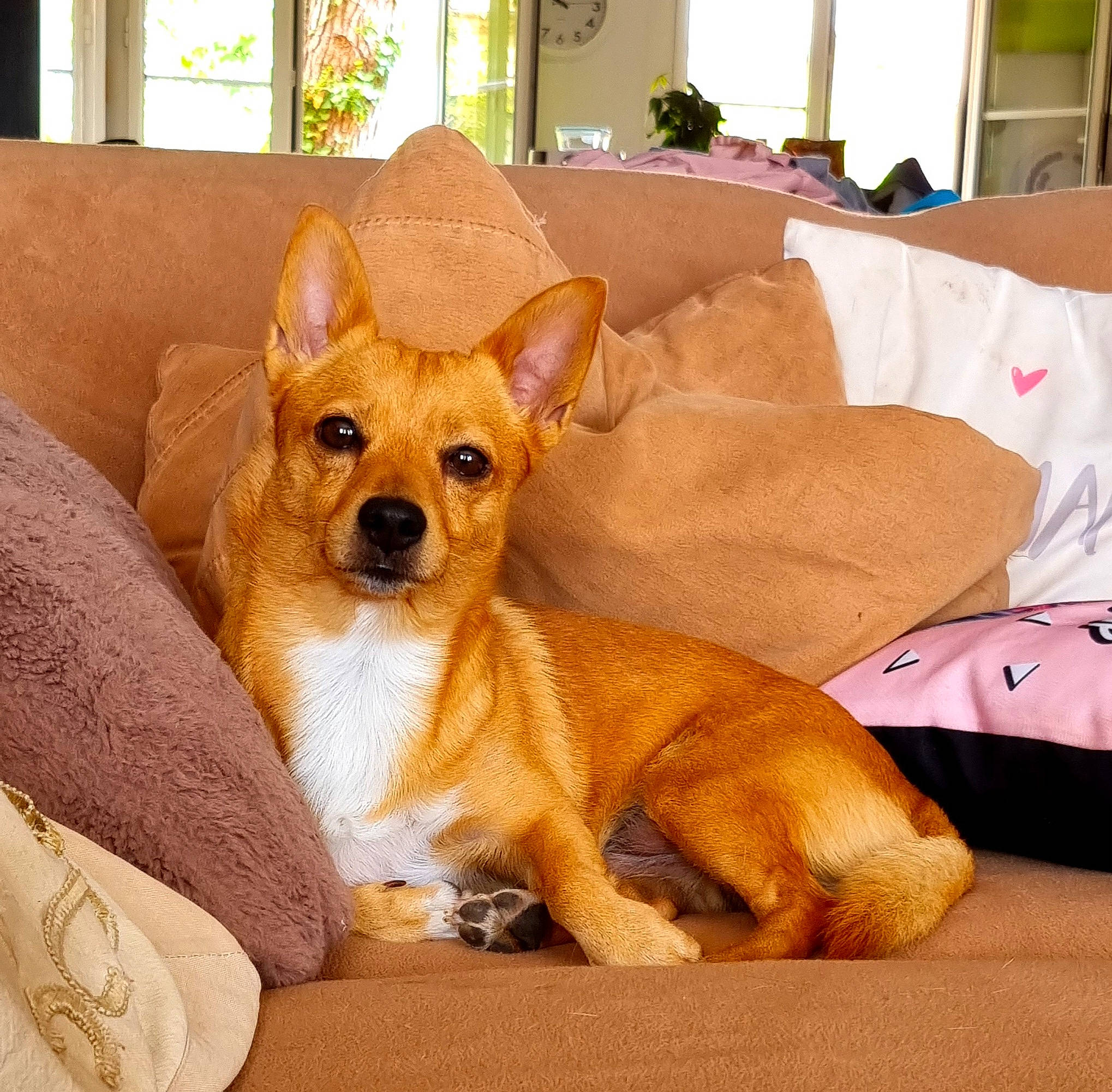 Simba participe au concours pour gagner de l'argent avec cette photo : canidae, carnivore, chihuahua, comfort, companion_dog, corgi_chihuahua, dog, dog_bed, dog_breed, dog_sports, fawn, houseplant, linens, plant, snout, sporting_group, toy_dog, whiskers, window, working_animal