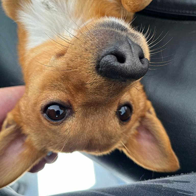 Simba