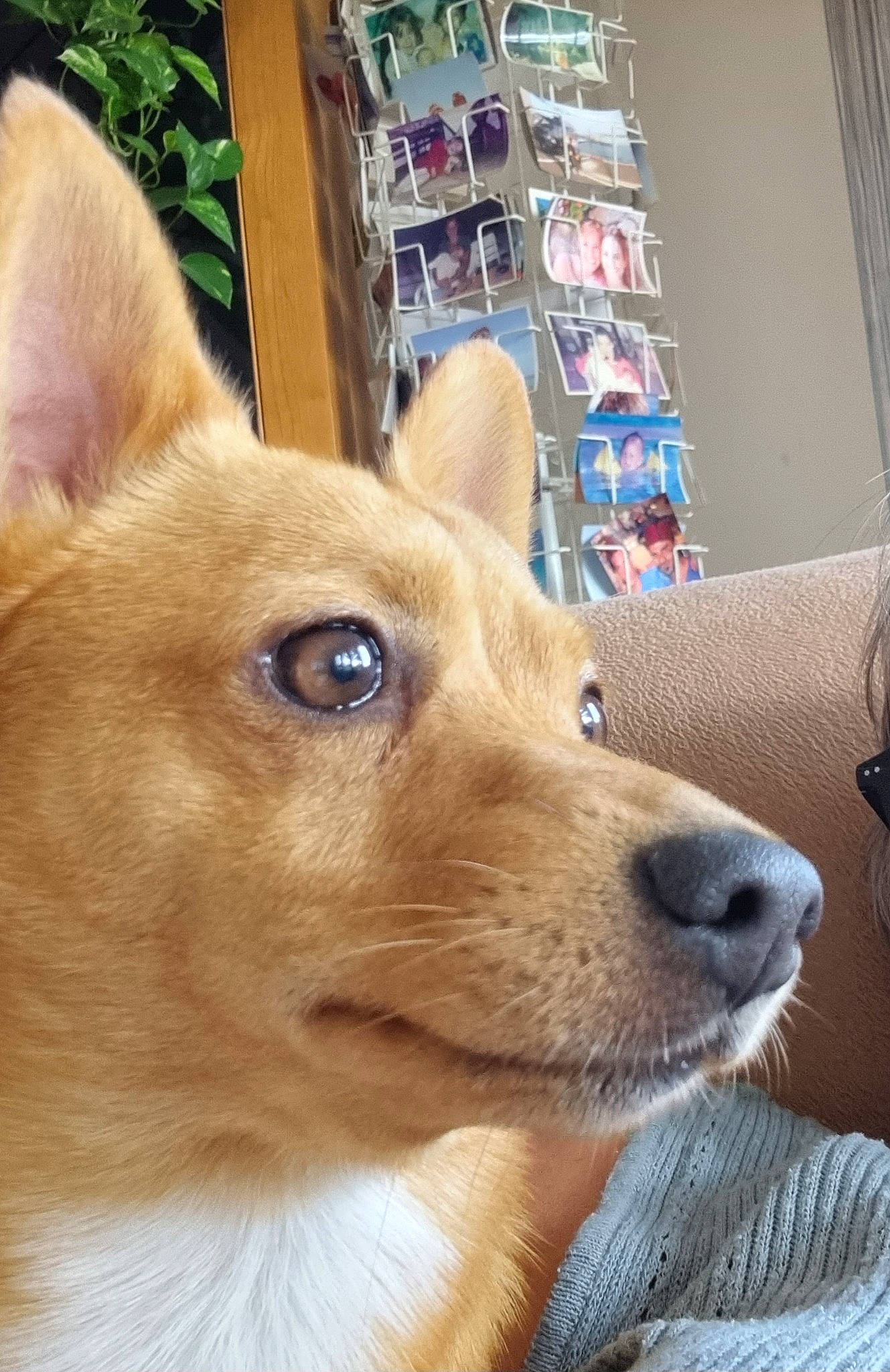 Simba a rejoint le concours — aidez-le/la à gagner de superbes lots ! ancient_dog_breeds, canidae, carnivore, companion_dog, dog, dog_breed, dog_supply, ear, fawn, fur, herding_dog, non_sporting_group, snout, spitz, sporting_group, terrestrial_animal, whiskers, window, working_animal, working_dog