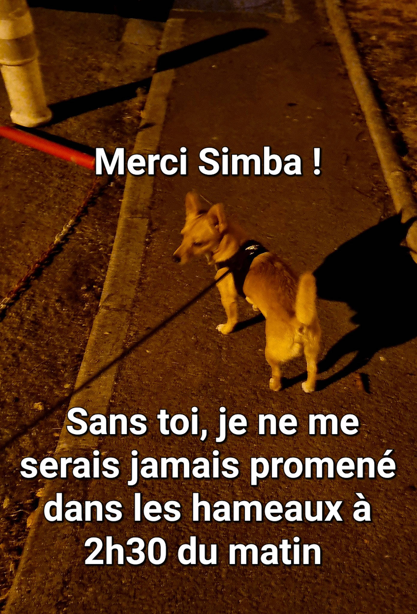 Simba participe au concours pour gagner de l'argent avec cette photo : asphalt, carnivore, companion_dog, dog, dog_breed, fawn, font, light, line, pet_supply, photo_caption, road_surface, shadow, sidewalk, soil, tail, terrestrial_animal, tints_and_shades, wildlife, working_animal