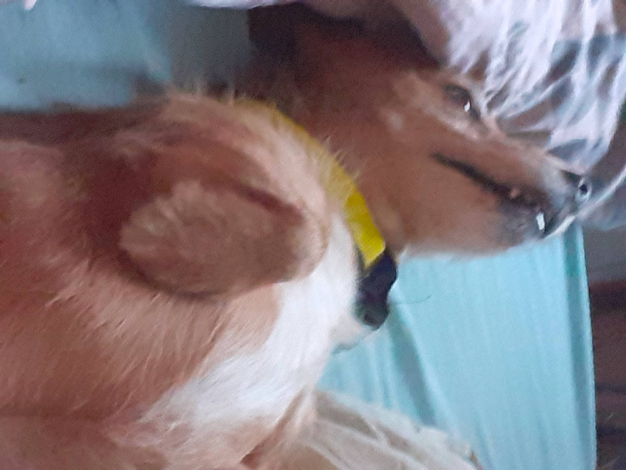 Rocky a rejoint le concours — aidez-le/la à gagner de superbes lots ! accipitriformes, companion_dog, dog_breed, ear, eyebrow, eyelash, eyewear, falconiformes, fawn, felidae, fur, gesture, hair, headgear, jaw, liver, nose, sea_eagle, snout, whiskers