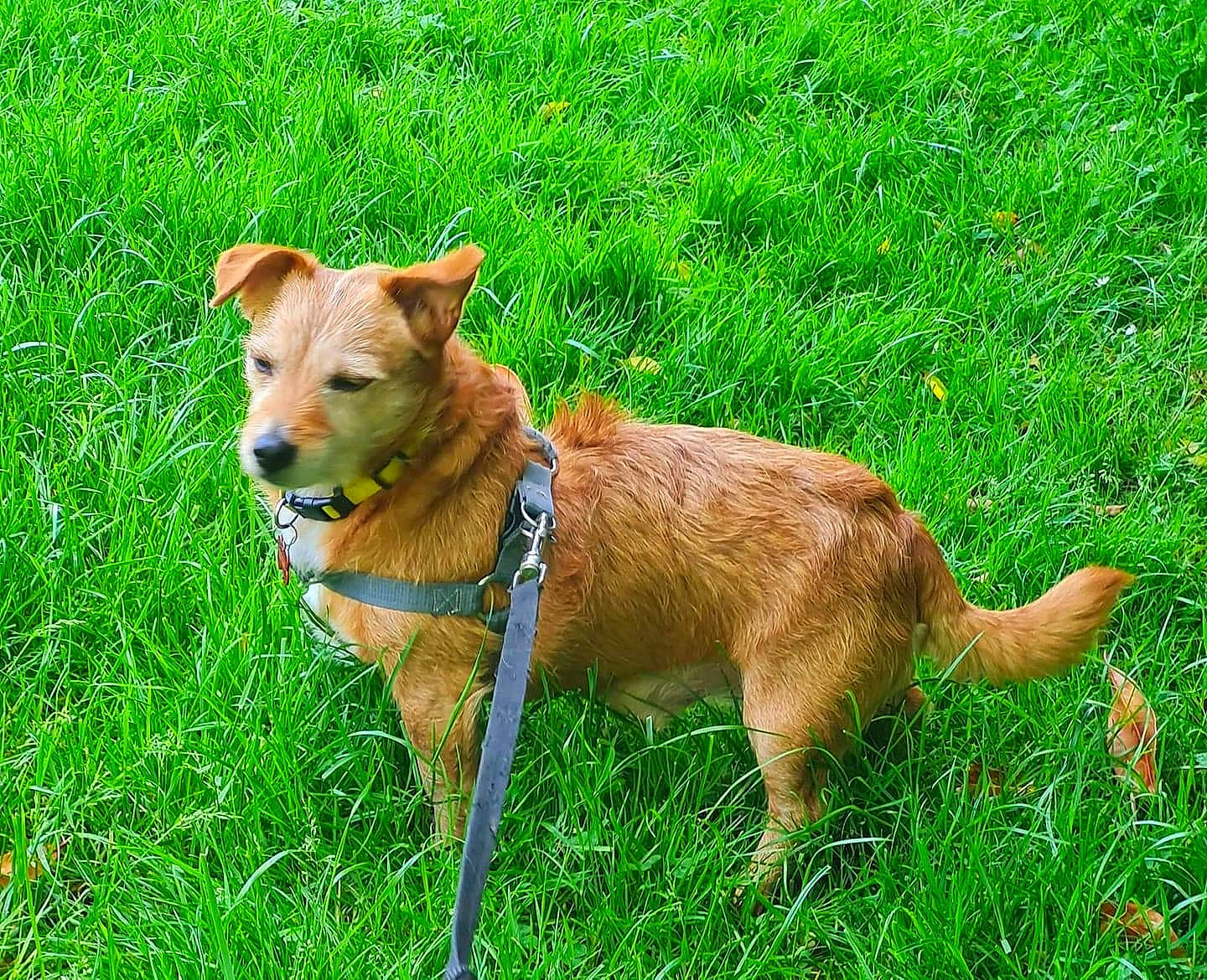 Rocky participe au concours pour gagner de l'argent avec cette photo : canidae, carnivore, collar, companion_dog, dog, dog_breed, dog_collar, fawn, grass, grassland, groundcover, hunting_dog, liver, plant, snout, sporting_group, tail, terrestrial_animal, whiskers, working_animal