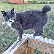 Porter is registered to the contest to win money with this photo: alert, animal, balancing, cat, container, cute, daylight, fence, fur, grass, gray_cat, green_eyes, nature, outdoor, pet, portrait, tail, whiskers, white_paws, wooden_railing