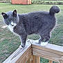 alert, animal, balancing, cat, container, cute, daylight, fence, fur, grass, gray_cat, green_eyes, nature, outdoor, pet, portrait, tail, whiskers, white_paws, wooden_railing