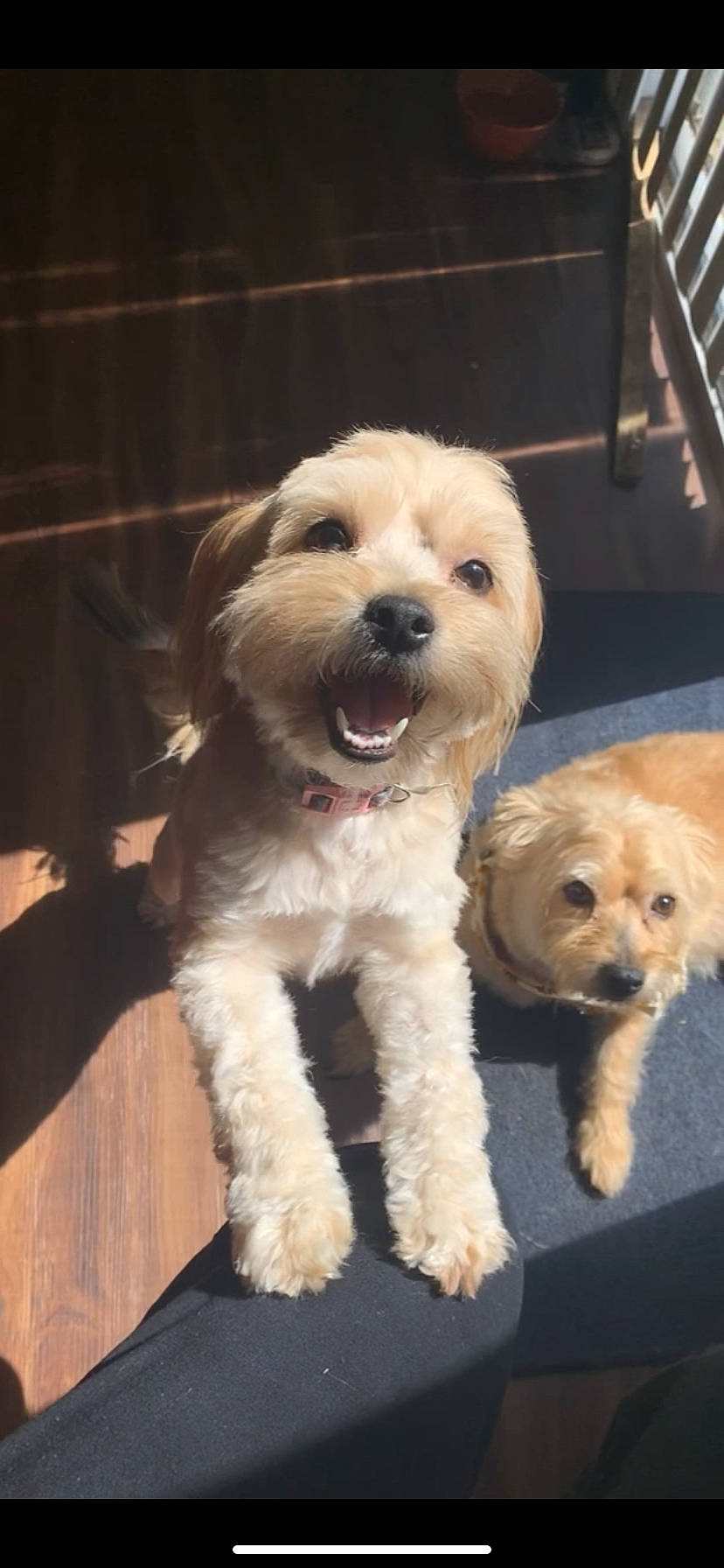 Snickers is registered to the contest to win money with this photo: canidae, carnivore, cavachon, cavapoo, cockapoo, companion_dog, dog, dog_breed, dutch_smoushond, maltepoo, mammal, morkie, norfolk_terrier, poodle_crossbreed, puppy, schnoodle, snout, sporting_group, sporting_lucas_terrier, vertebrate