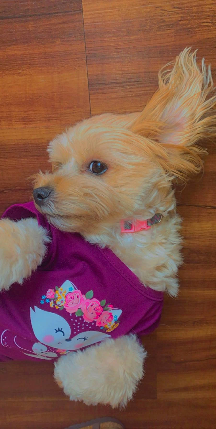 Snickers joined the competition — help win amazing prizes! bolonka, canidae, carnivore, companion_dog, dog, dog_breed, dog_clothes, maltepoo, maltese, mammal, morkie, poodle_crossbreed, puppy, rare_breed_dog, schnoodle, snout, sporting_lucas_terrier, toy_dog, vertebrate, yorkipoo