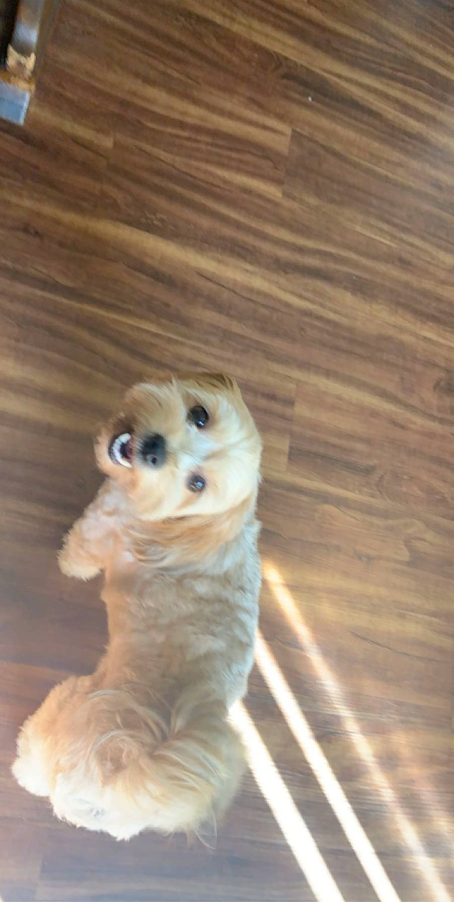 Snickers joined the competition — help win amazing prizes! canidae, carnivore, cavachon, companion_dog, dog, dog_breed, fawn, havanese, labradoodle, morkie, pomeranian, puppy, snout, sporting_group, toy_dog