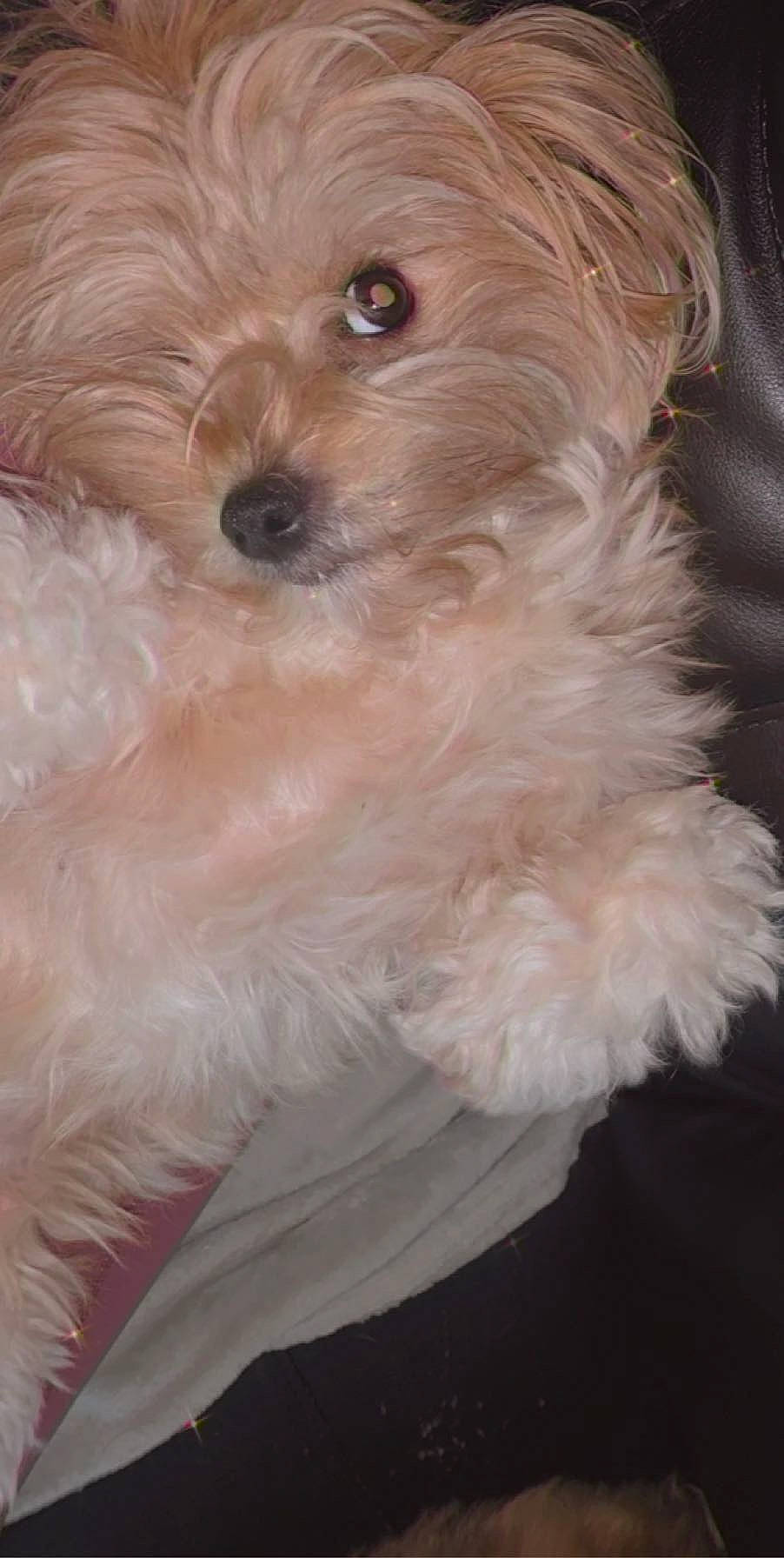 Snickers is registered to the contest to win money with this photo: bolognese, bolonka, canidae, carnivore, cavachon, cavapoo, companion_dog, dog, dog_breed, havanese, maltepoo, maltese, mammal, morkie, poodle_crossbreed, puppy, schnoodle, shih_poo, toy_poodle, vertebrate
