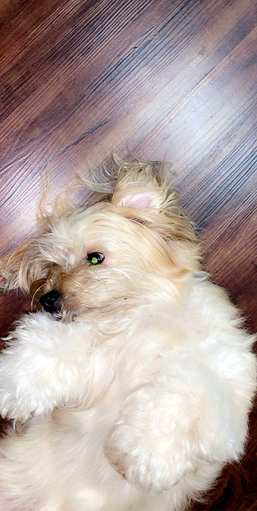 Snickers joined the competition — help win amazing prizes! bolonka, canidae, carnivore, cavachon, companion_dog, coton_de_tulear, dog, dog_breed, havanese, maltepoo, maltese, mammal, morkie, puppy, rare_breed_dog, schnoodle, shih_tzu, terrier, toy_dog, vertebrate