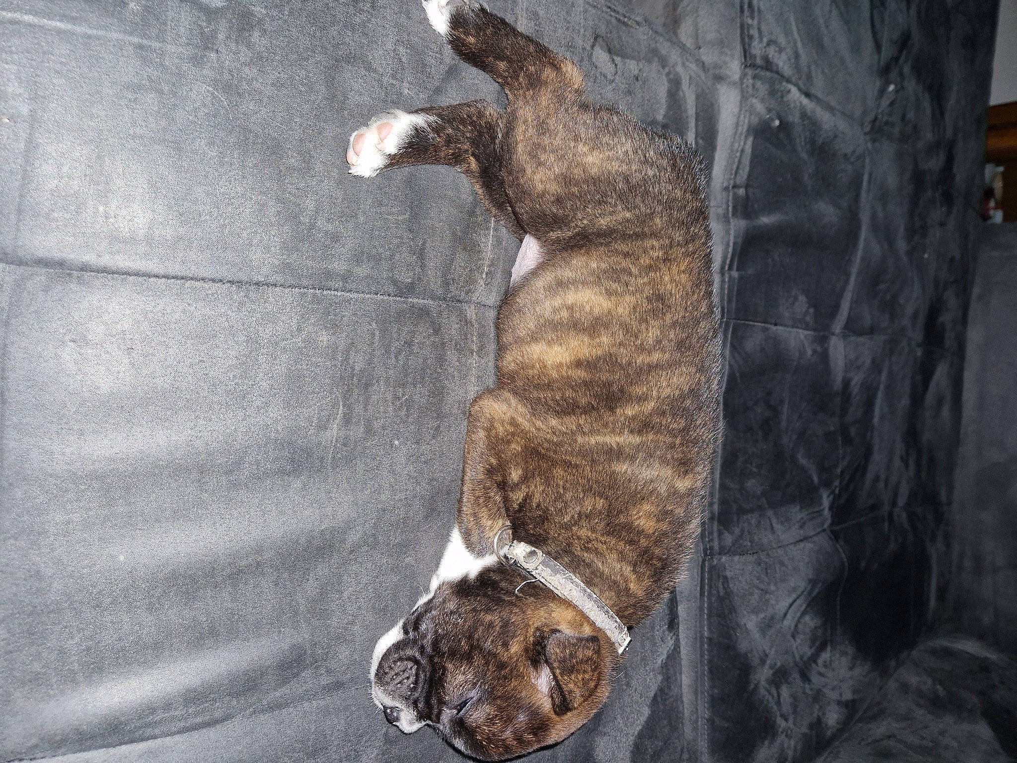 Inna participe au concours pour gagner de l'argent avec cette photo : canidae, carnivore, claw, collar, dog, dog_breed, domestic_short_haired_cat, fawn, felidae, fur, grey, paw, small_to_medium_sized_cats, snout, sporting_group, street_dog, tail, terrestrial_animal, whiskers, wildlife