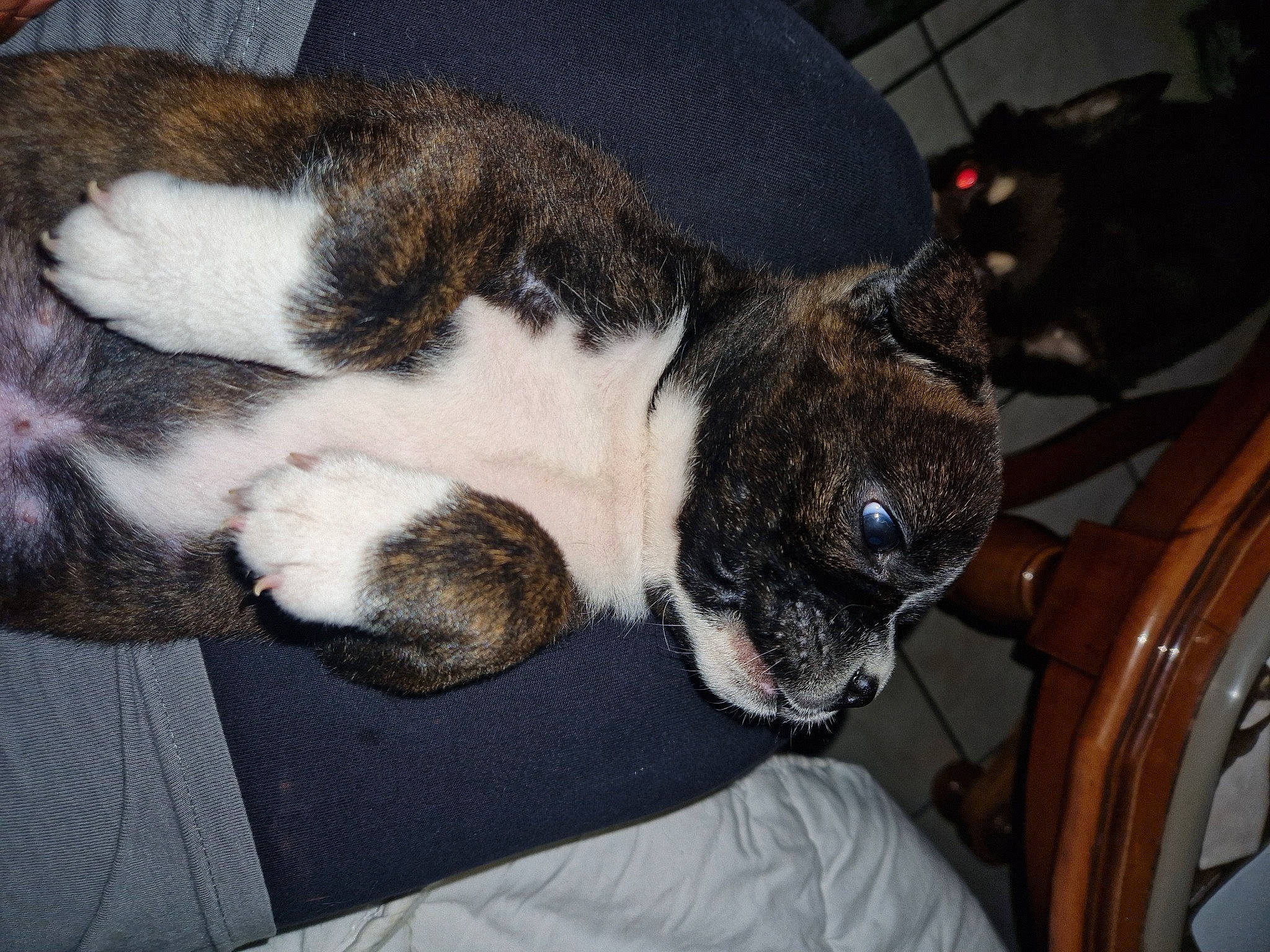 Inna a rejoint le concours — aidez-le/la à gagner de superbes lots ! canidae, carnivore, cat, collar, comfort, companion_dog, dog, dog_breed, domestic_short_haired_cat, fawn, felidae, fur, nap, paw, small_to_medium_sized_cats, snout, sporting_group, tail, toy_dog, whiskers