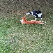 Oscar And Buddy is registered to the contest to win money with this photo: cat, cats, orange_cat, black_and_white_cat, grass, lawn, outdoors, garden, lying_down, stretching, relaxed, playful, animals, feline, pet, fur, tail, whiskers, natural_light, backyard